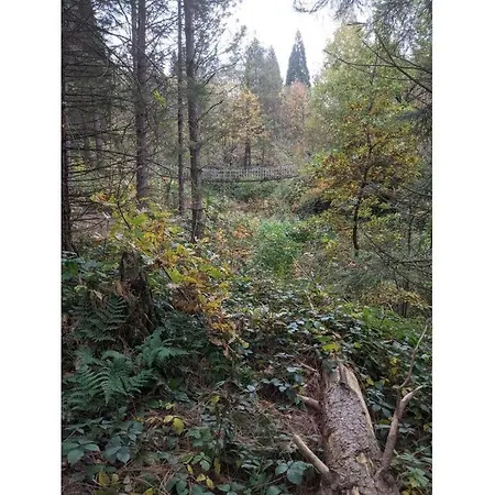 Fewo Weltwald-harz